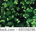 Beautiful nature background of vertical garden with green leaves 69338296