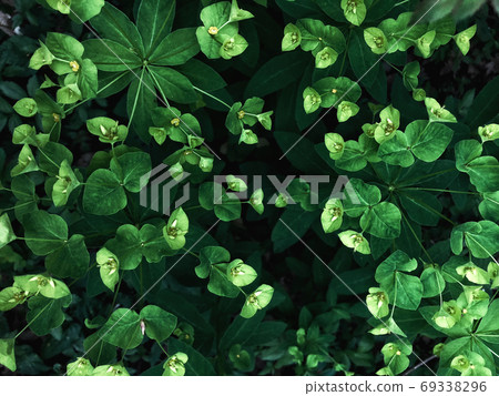 Beautiful nature background of vertical garden with green leaves 69338296