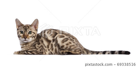 Bengal kitten on white background 69338516
