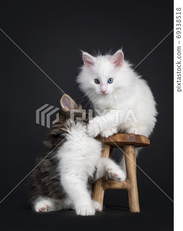 Duo of Norwegian Forestcat kittens on black Duo of Norwegian Forestcat kittens on black 69338518