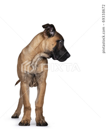Young Boerboel / Malinois dog on white background 69338672