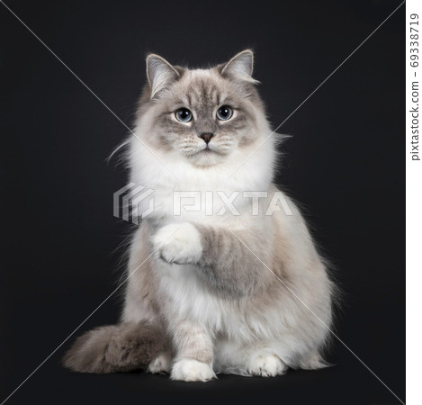 Neva Masquerade cat on black background 69338719
