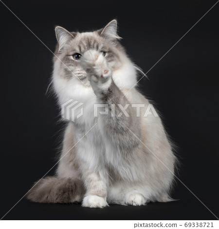 Neva Masquerade cat on black background 69338721