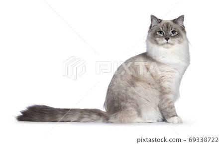 Neva Masquerade cat on white background 69338722