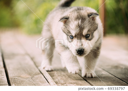 Four-week-old Husky Puppy Of White-gray Color Walking On Wooden Ground Four-week-old Husky Puppy Of White-gray Color Walking On Wooden Ground 69338797