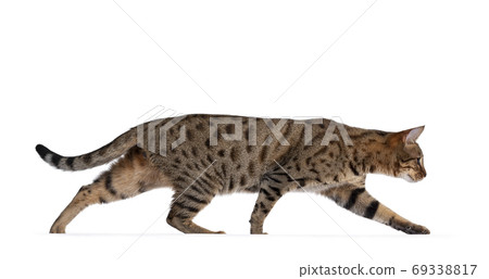 Young golden brown spotted cat on white background 69338817