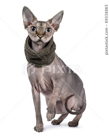 Sphynx cat with collar on white background Sphynx cat with collar on white background 69338865
