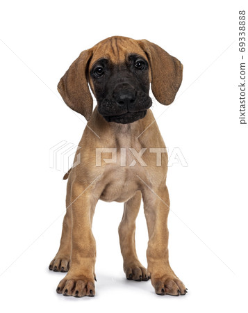 Blond Great Dane pup on white background Blond Great Dane pup on white background 69338888