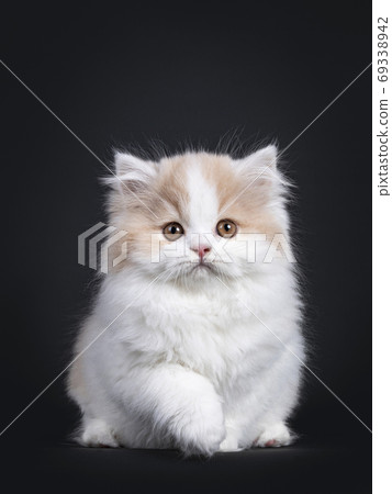 White with creme British Longhair cat on black White with creme British Longhair cat on black 69338942