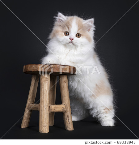 White with creme British Longhair cat on black White with creme British Longhair cat on black 69338943