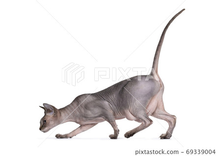 Sphynx cat on white background Sphynx cat on white background 69339004