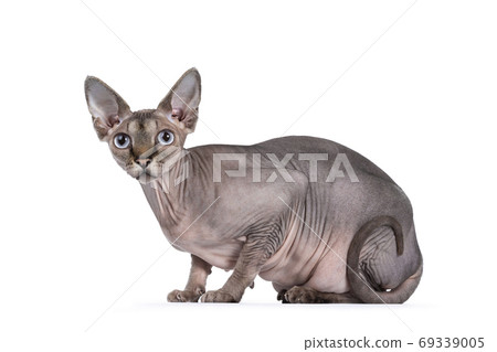 Sphynx cat on white background 69339005