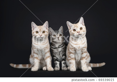 Three American Shorthair kittens on black background Three American Shorthair kittens on black background 69339015