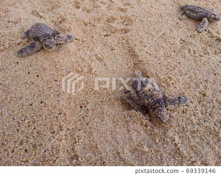 Baby turtles making it's way to the ocean 69339146