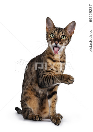 F6 Savannah cat on white background F6 Savannah cat on white background 69339227