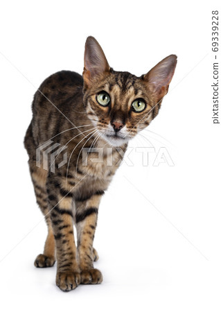 F6 Savannah cat on white background 69339228