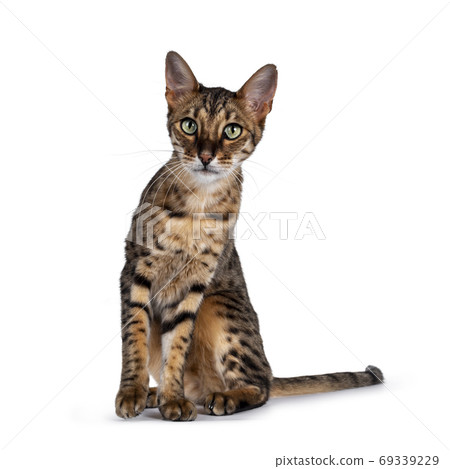F6 Savannah cat on white background F6 Savannah cat on white background 69339229