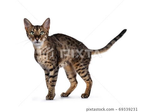 F6 Savannah cat on white background F6 Savannah cat on white background 69339231