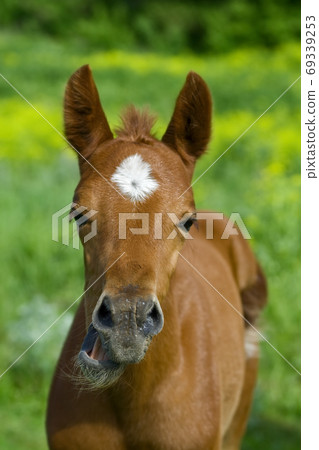 Horse with a sense of humor. 69339253