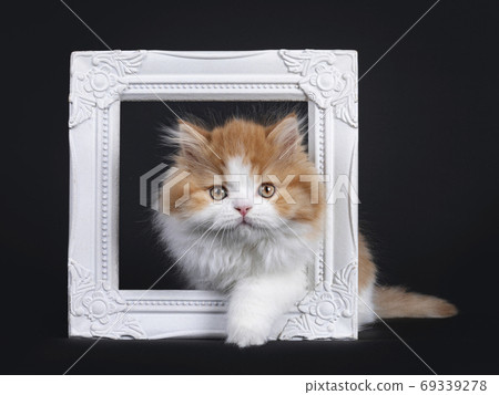 Adorable red / white British Longhair kitten on black background Adorable red / white British Longhair kitten on black background 69339278