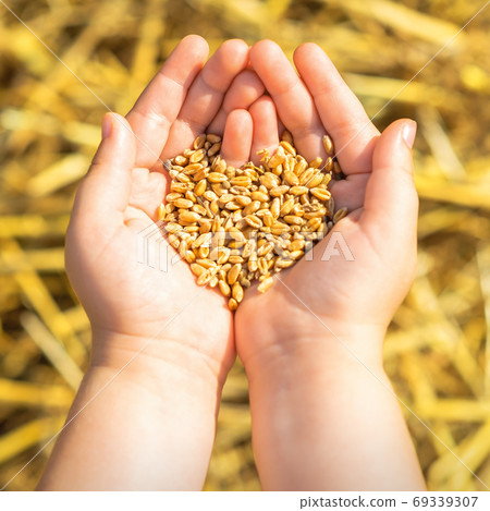 Grains of the wheat in palms 69339307