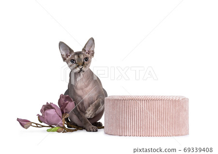 Cute Sphynx cat with pink accesoires on white Cute Sphynx cat with pink accesoires on white 69339408