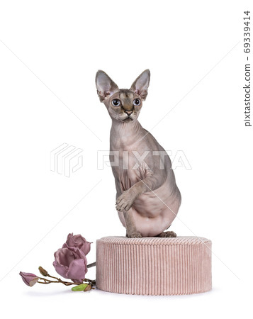 Cute Sphynx cat with pink accesoires on white 69339414