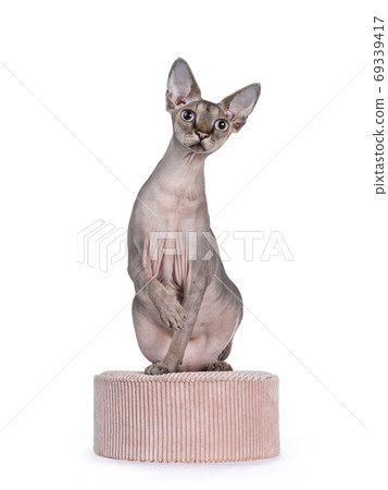 Cute Sphynx cat with pink accesoires on white Cute Sphynx cat with pink accesoires on white 69339417