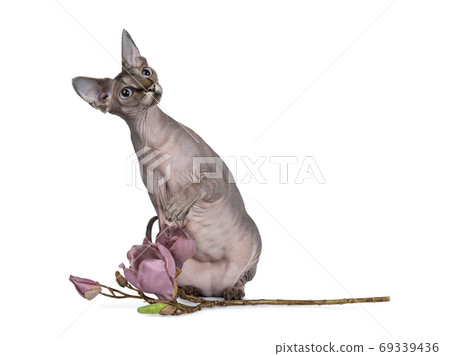 Cute Sphynx cat with pink accesoires on white Cute Sphynx cat with pink accesoires on white 69339436