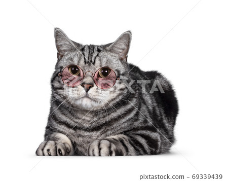 Silver British Shorthair cat on white Silver British Shorthair cat on white 69339439