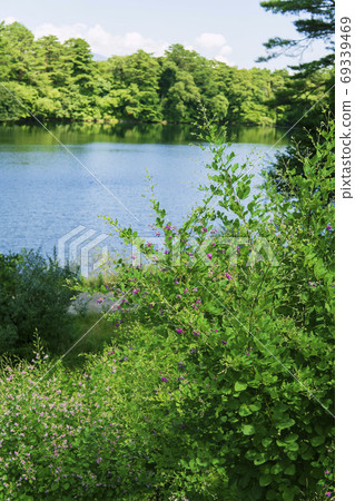 [Urabandai / Goshikinuma] Waterside of Yaginuma where Hagi blooms / Bandai Asahi National Park (Kitashiobara Village, Fukushima Prefecture) 69339469