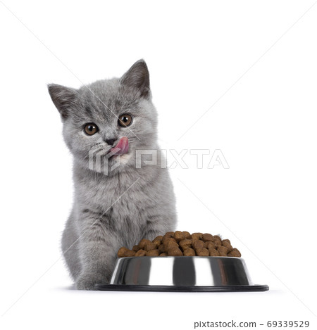 British Shorthair kitten with dry food on white background British Shorthair kitten with dry food on white background 69339529