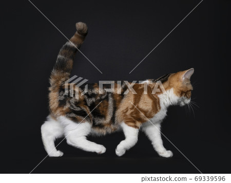 Tortie American Shorthair kitten on black background 69339596