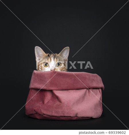 Tortie American Shorthair kitten on black background 69339602