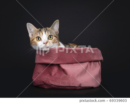 Tortie American Shorthair kitten on black background 69339603