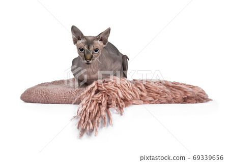 Adult Sphynx cat om white background Adult Sphynx cat om white background 69339656