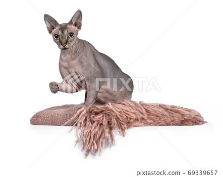 Adult Sphynx cat om white background Adult Sphynx cat om white background 69339657