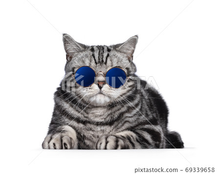 British Shorthair cat with sun glasses on white background British Shorthair cat with sun glasses on white background 69339658