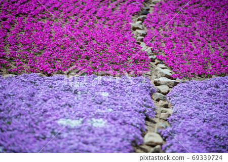 Nara Prefecture Flower Village Takitani Flower Garden Shibazakura 69339724