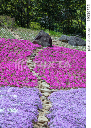 Nara Prefecture Flower Village Takitani Flower Garden Shibazakura 69339725