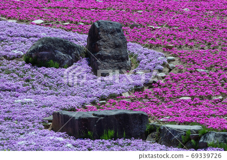 Nara Prefecture Flower Village Takitani Flower Garden Shibazakura Nara Prefecture Flower Village Takitani Flower Garden Shibazakura 69339726