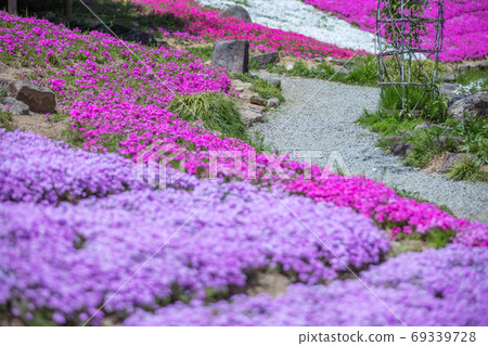 Nara Prefecture Flower Village Takitani Flower Garden Shibazakura Nara Prefecture Flower Village Takitani Flower Garden Shibazakura 69339728