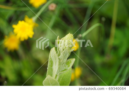 Great mullein tip 69340084