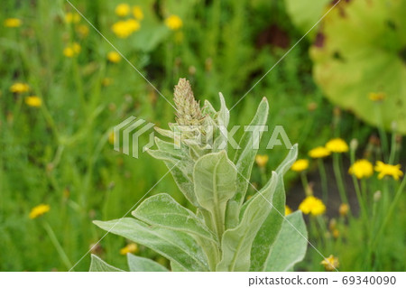 Great mullein tip 69340090