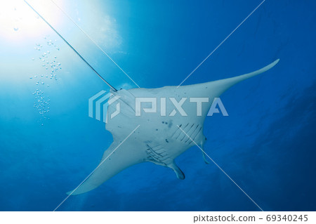 世界遺產大堡礁艾略特夫人島上的蝠ta 69340245
