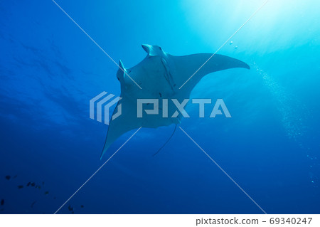 世界遺產大堡礁艾略特夫人島上的蝠ta 69340247