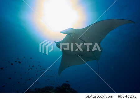 世界遺產大堡礁艾略特夫人島上的蝠ta 世界遺產大堡礁艾略特夫人島上的蝠ta 69340252