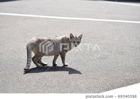 Stray cat watching the situation Stray cat watching the situation 69340398