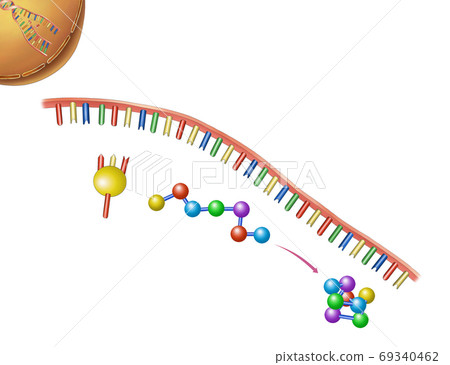 Life science gene, DNA illustration Life science gene, DNA illustration 69340462