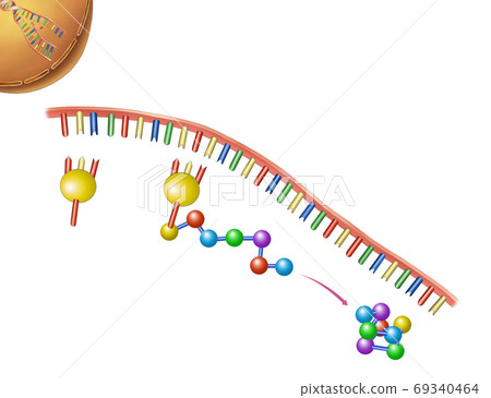 生命科學基因，DNA插圖 69340464